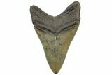 Serrated, Fossil Megalodon Tooth - South Carolina #307557-1